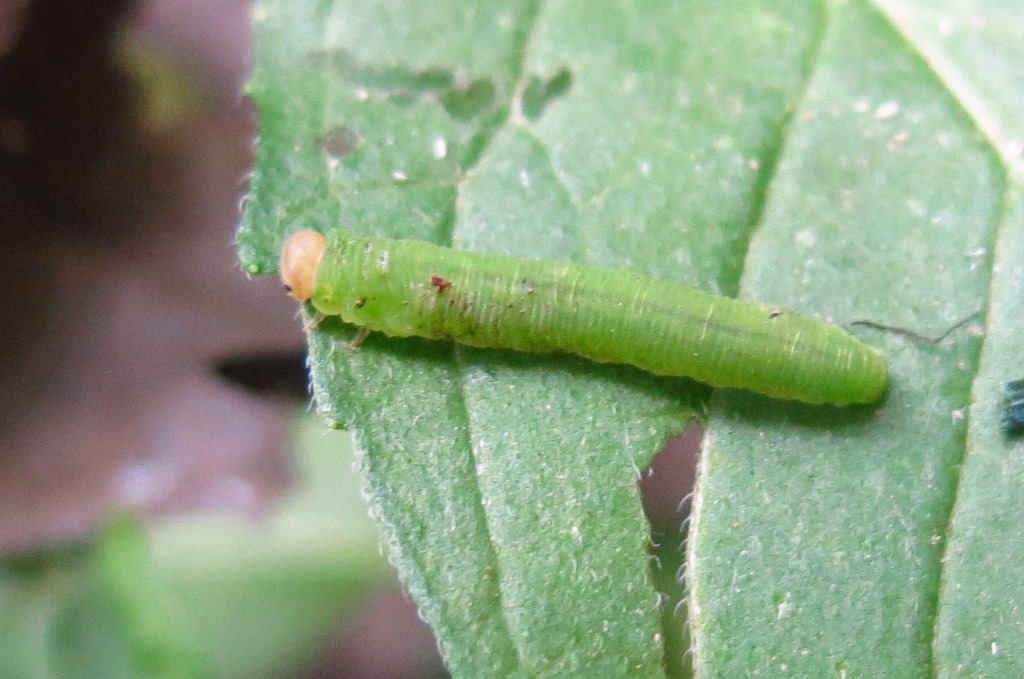 Larva di Tenthredinidae?