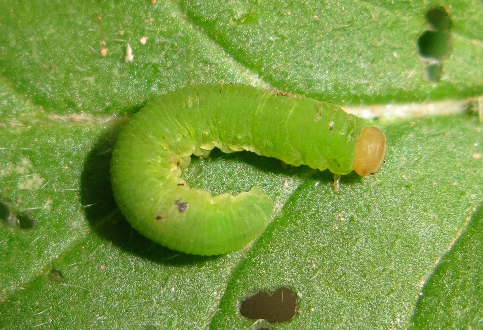 Larva di Tenthredinidae?