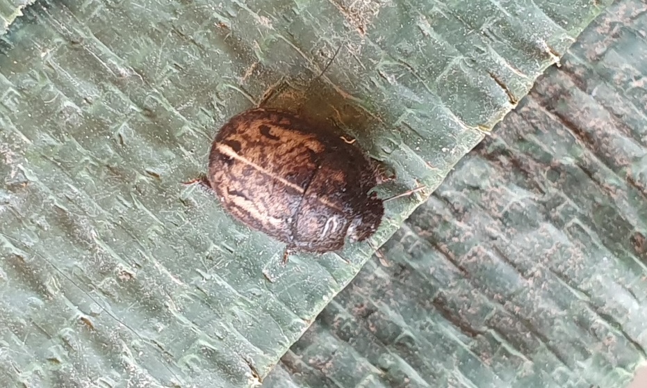 Odontoscelis da determinare