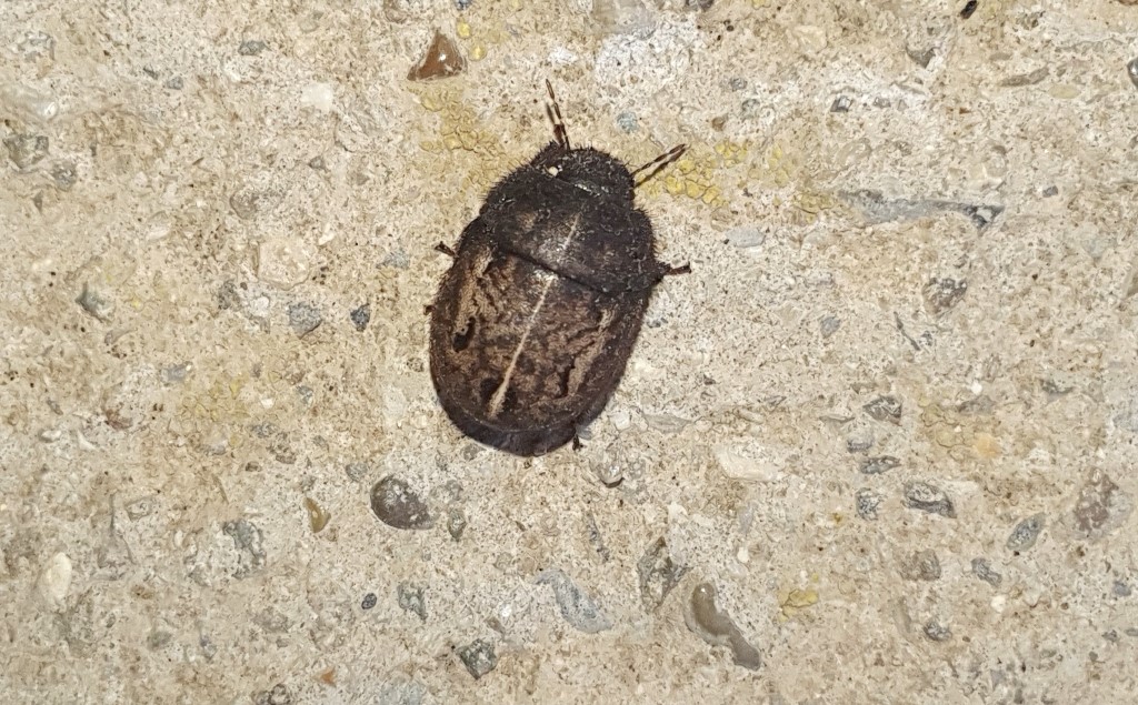 Odontoscelis da determinare