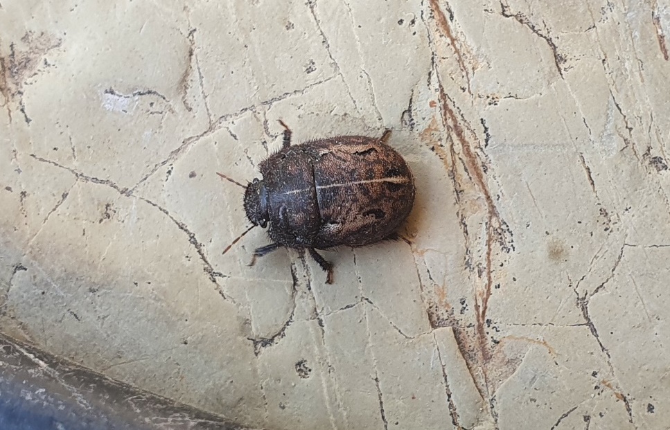 Odontoscelis da determinare
