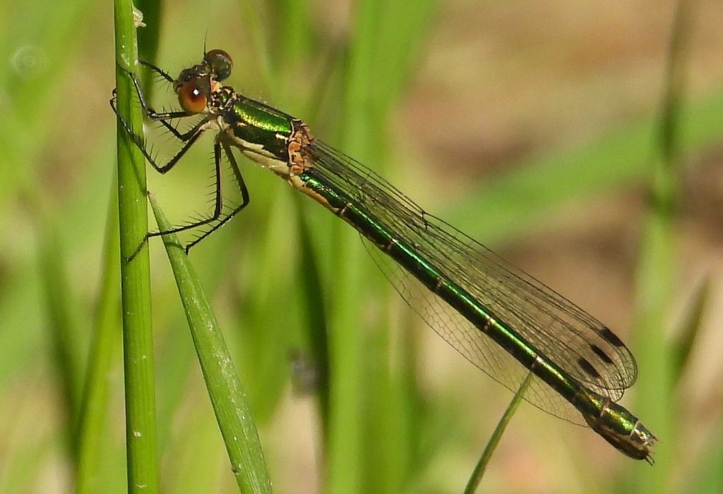 Lestidae da determinare: femmina di Lestes dryas