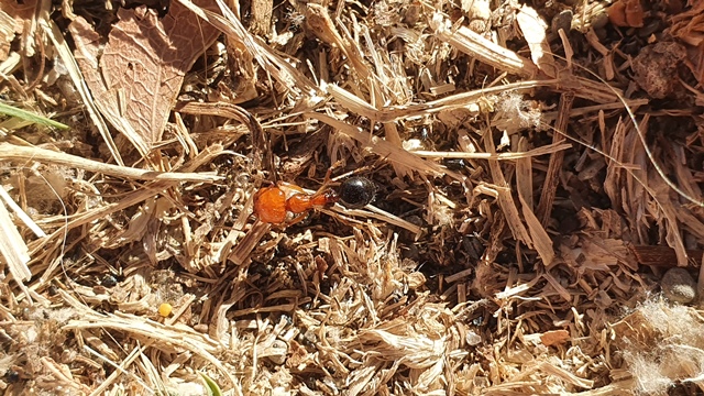 Formicidae: Messor minor