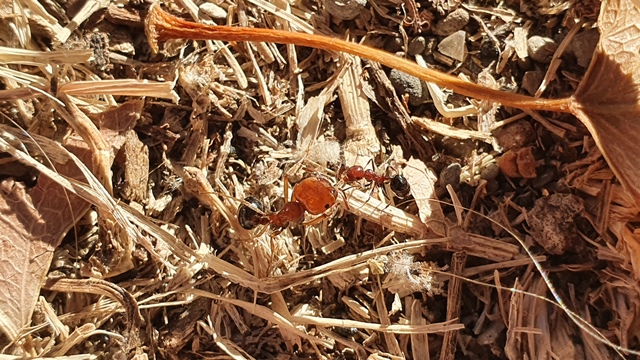 Formicidae: Messor minor