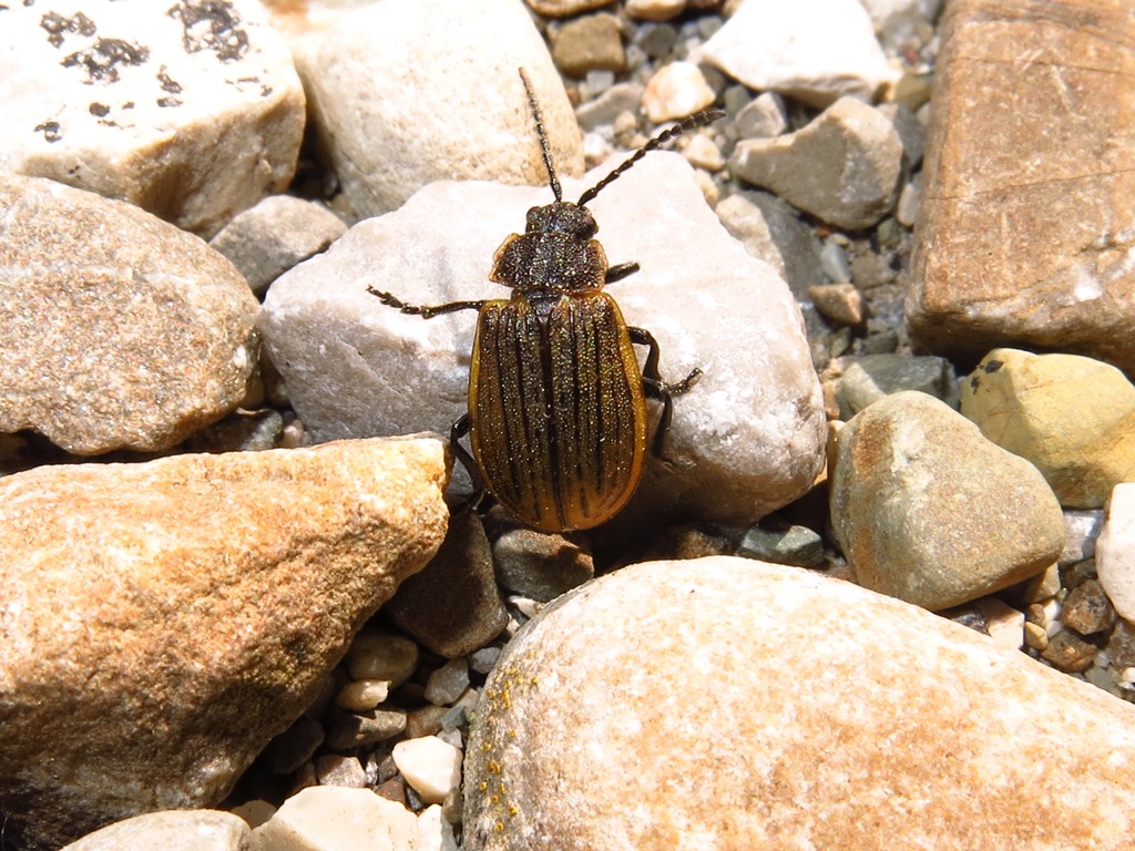 Galeruca interrupta?  S