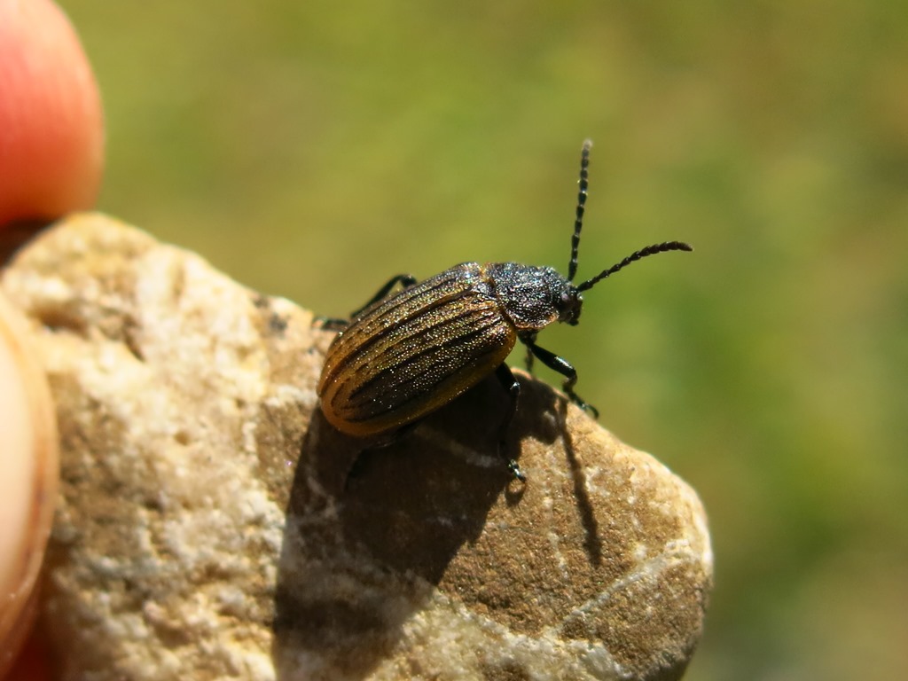 Galeruca interrupta?  S