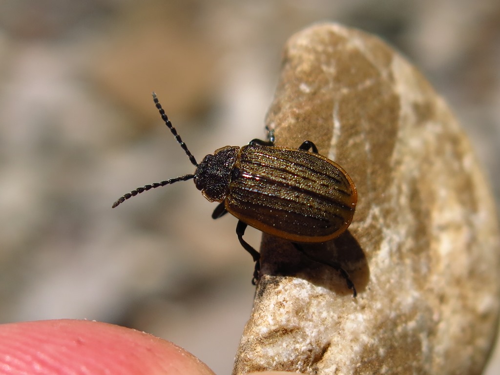 Galeruca interrupta?  S