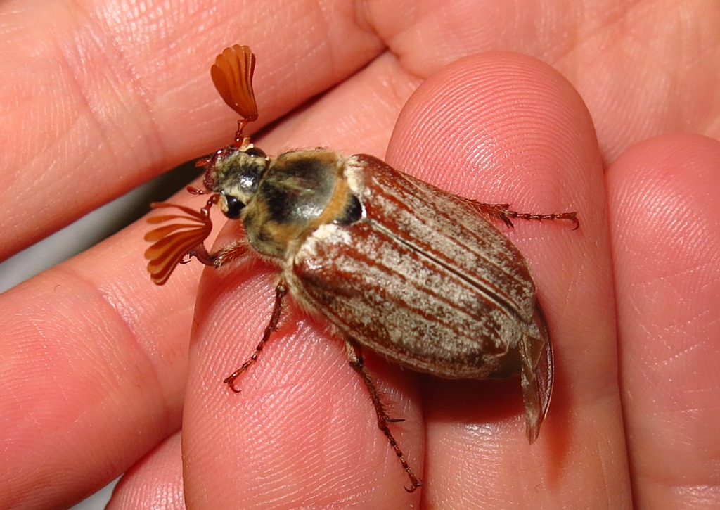 Melolonthidae: Melolontha pectoralis, M. melolontha e Anoxia matutinalis
