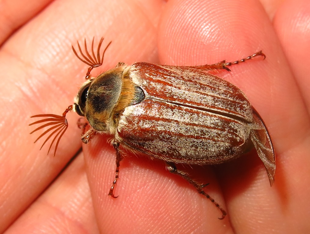 Melolonthidae: Melolontha pectoralis, M. melolontha e Anoxia matutinalis