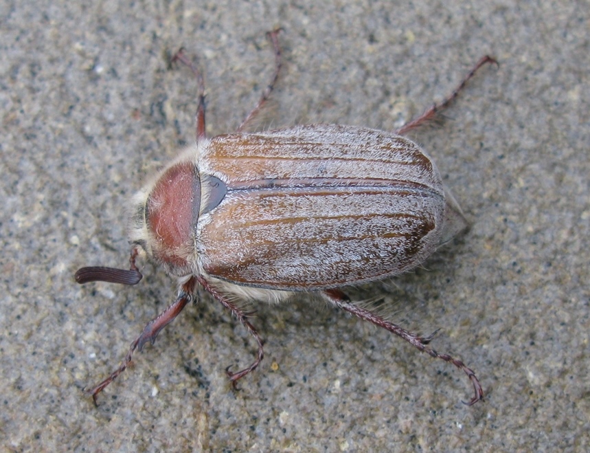 Melolonthidae: Melolontha pectoralis, M. melolontha e Anoxia matutinalis