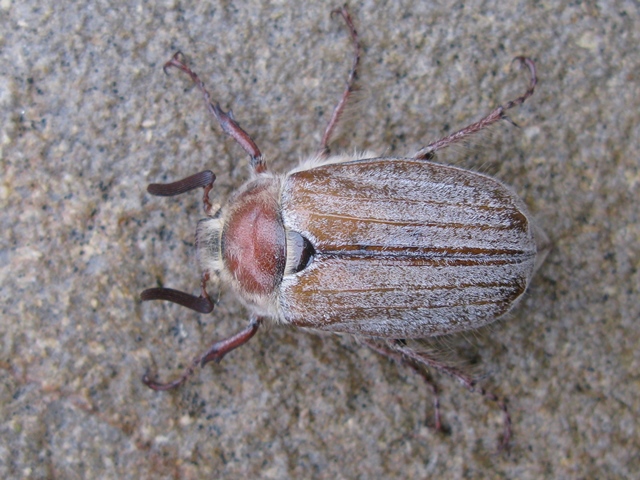 Melolonthidae: Melolontha pectoralis, M. melolontha e Anoxia matutinalis