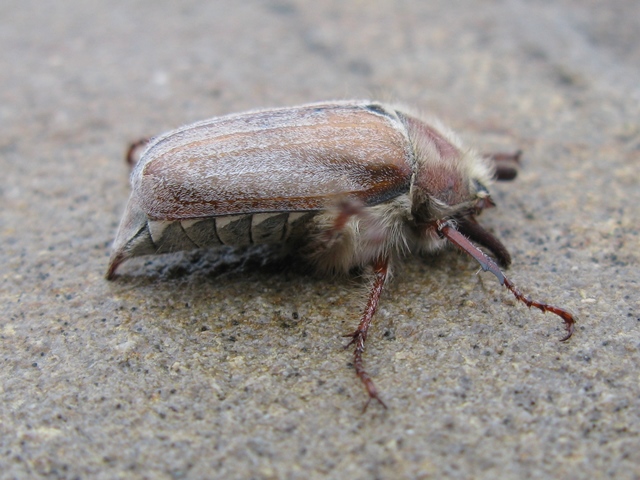 Melolonthidae: Melolontha pectoralis, M. melolontha e Anoxia matutinalis