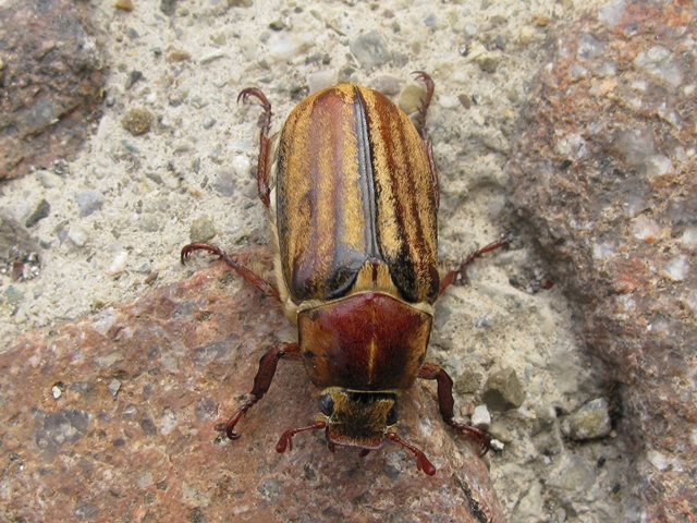 Melolonthidae: Melolontha pectoralis, M. melolontha e Anoxia matutinalis