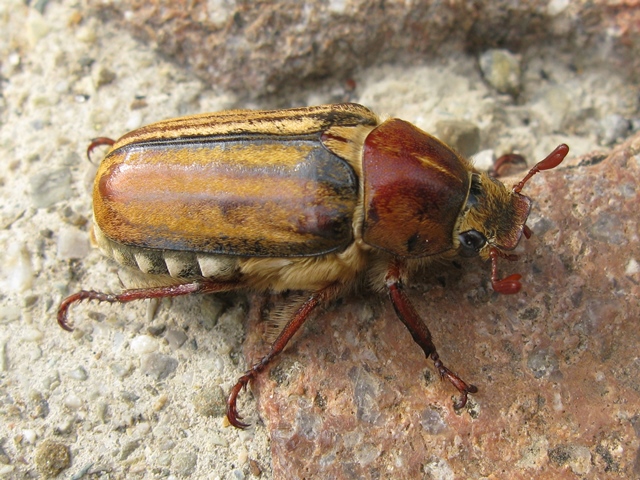 Melolonthidae: Melolontha pectoralis, M. melolontha e Anoxia matutinalis