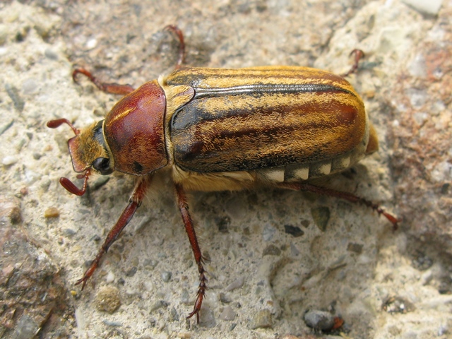 Melolonthidae: Melolontha pectoralis, M. melolontha e Anoxia matutinalis