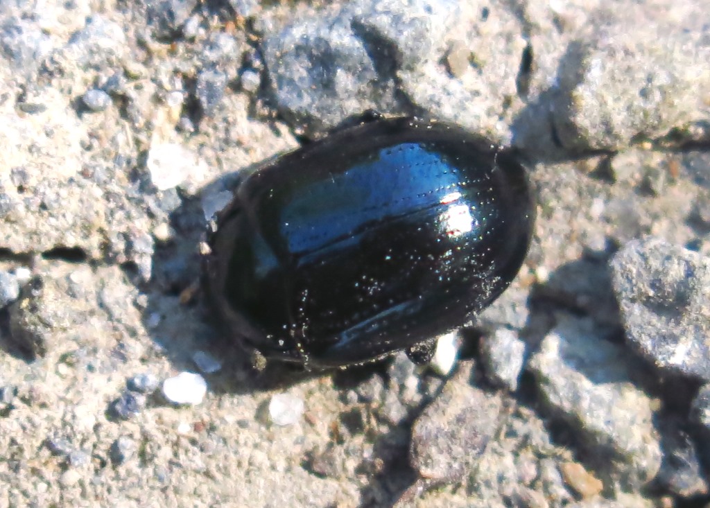 Chrysomelidae: Chrysolina oricalcia