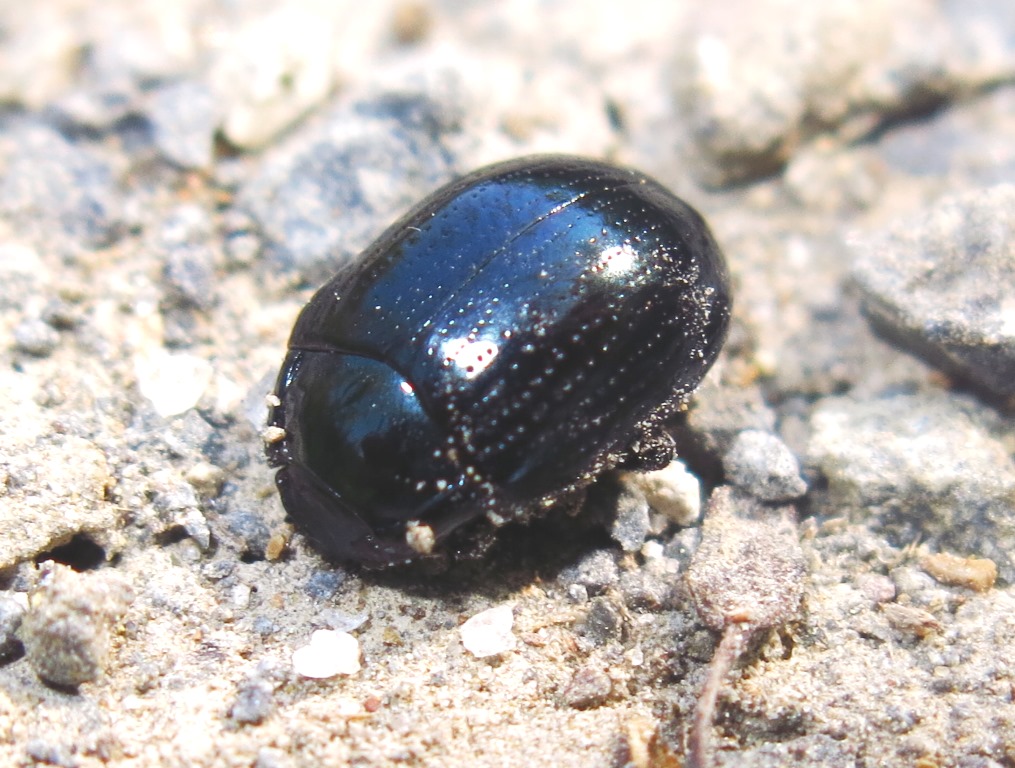 Chrysomelidae: Chrysolina oricalcia