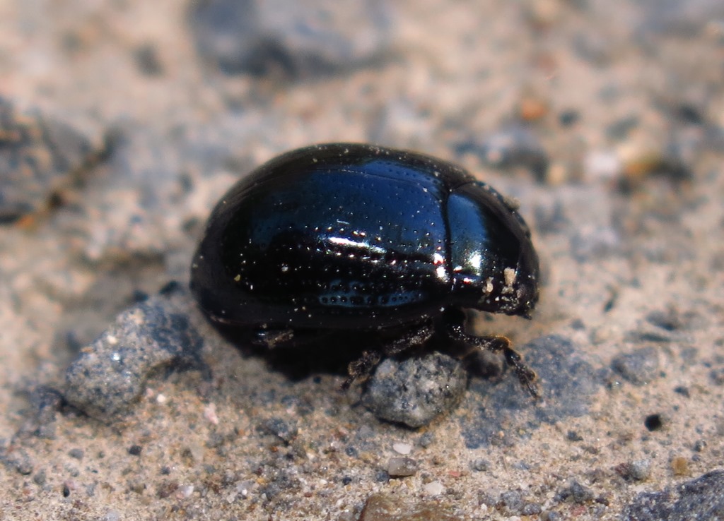 Chrysomelidae: Chrysolina oricalcia