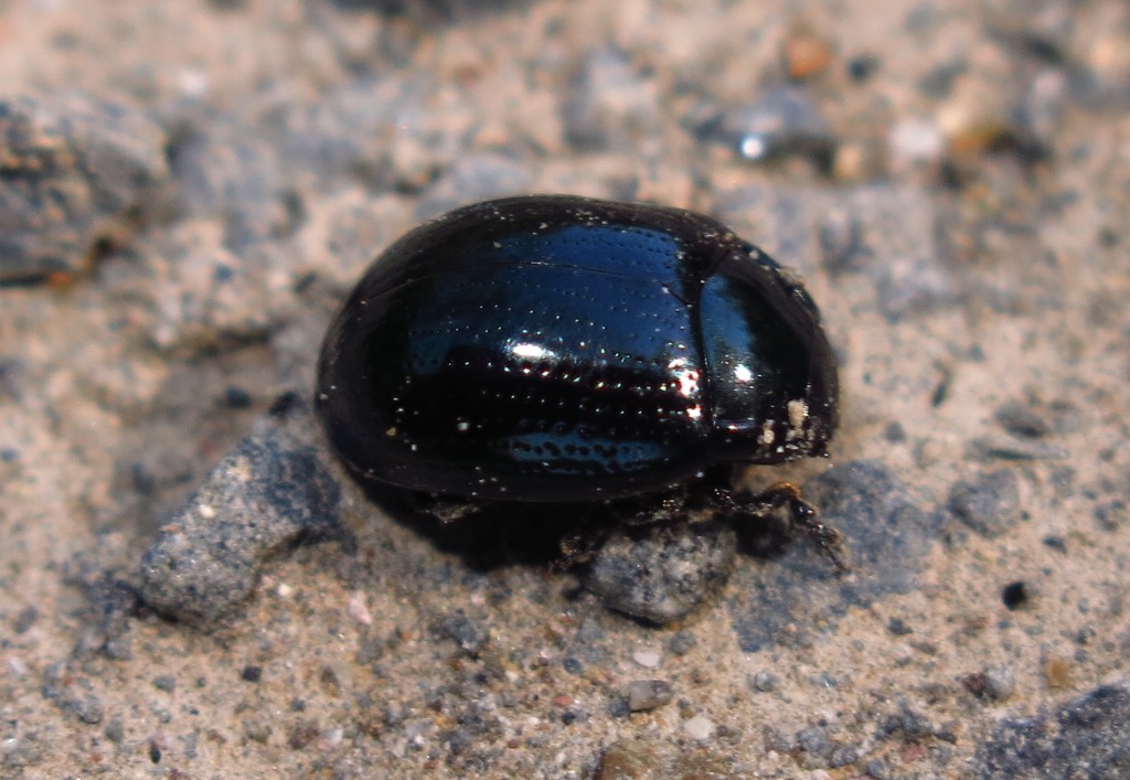 Chrysomelidae: Chrysolina oricalcia