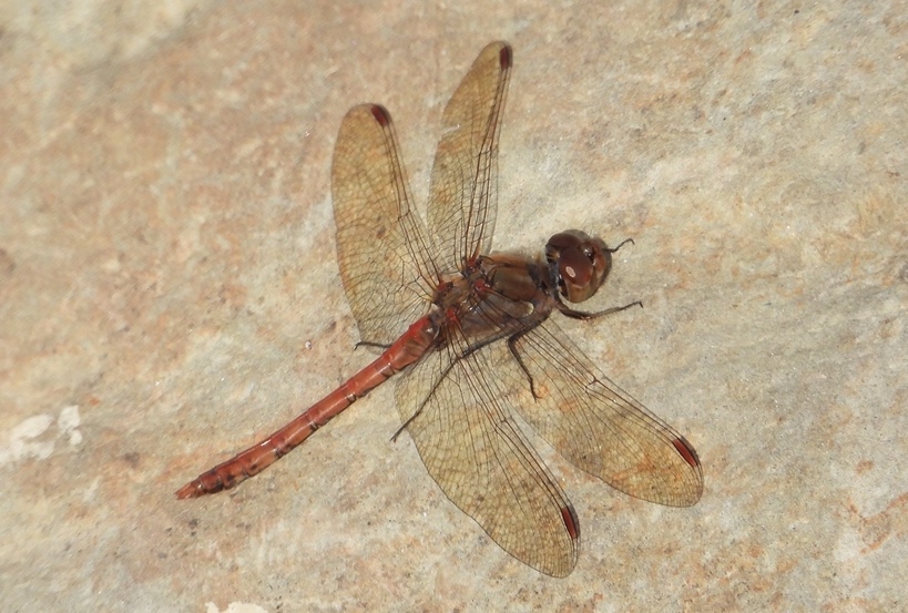 libellula da determinare: Sympetrum striolatum