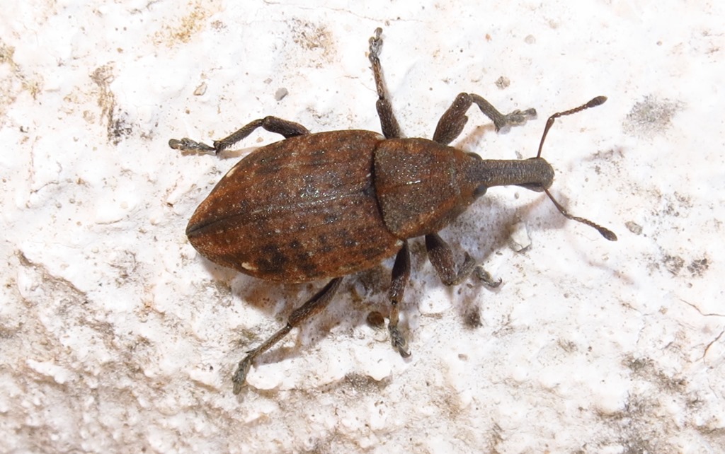 Curculionidae - Lepyrus capucinus? S