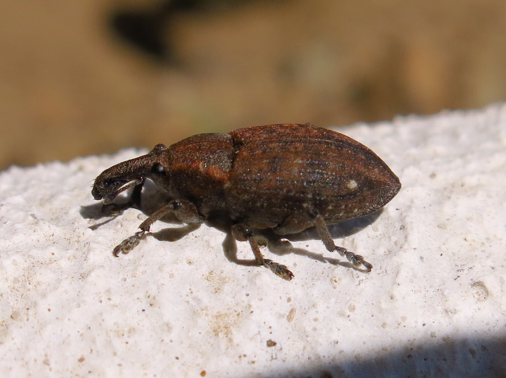Curculionidae - Lepyrus capucinus? S