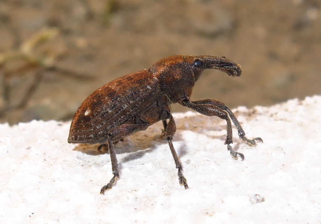 Curculionidae - Lepyrus capucinus? S