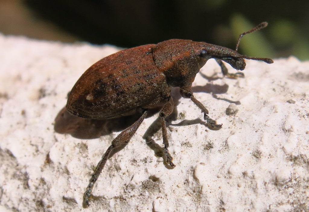 Curculionidae - Lepyrus capucinus? S