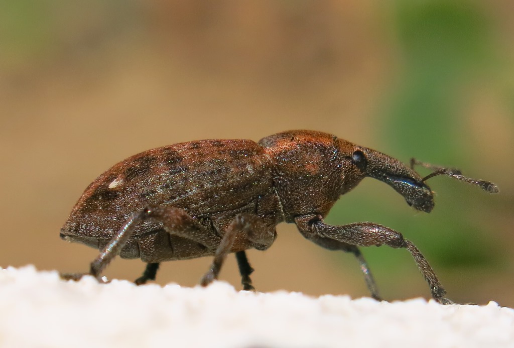 Curculionidae - Lepyrus capucinus? S