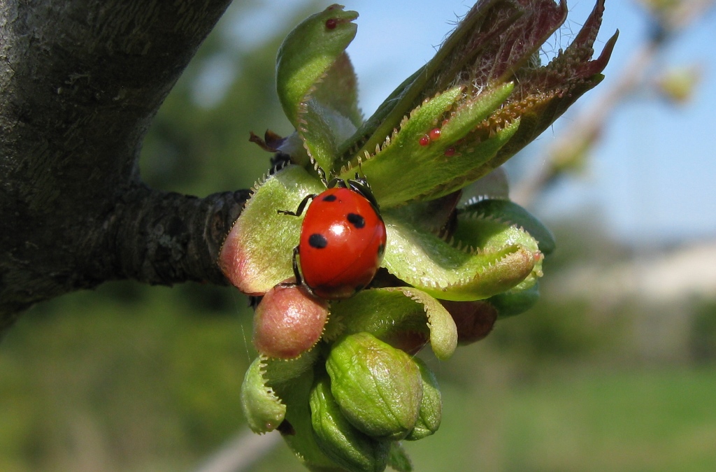 Coccinella algerica? No, C. septempunctata