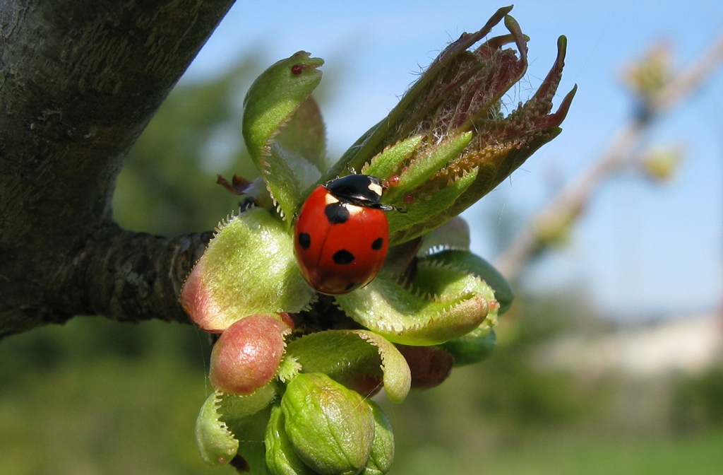 Coccinella algerica? No, C. septempunctata