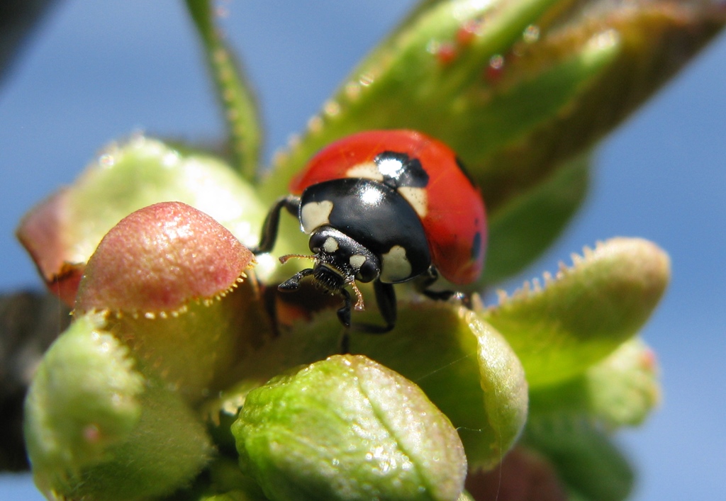 Coccinella algerica? No, C. septempunctata