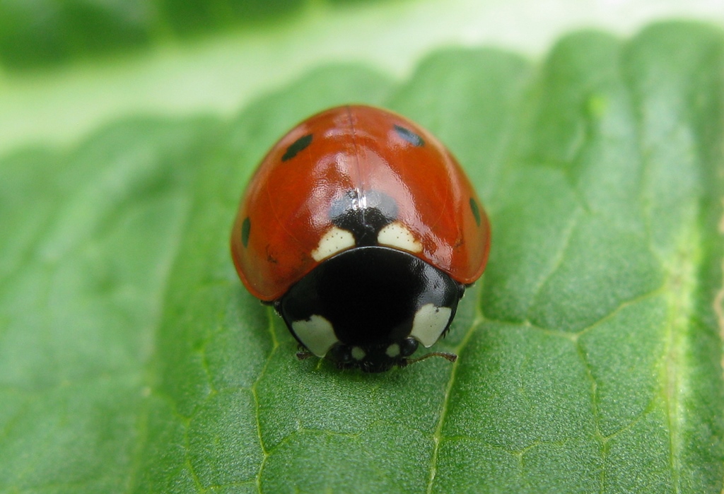 Coccinella algerica? No, C. septempunctata