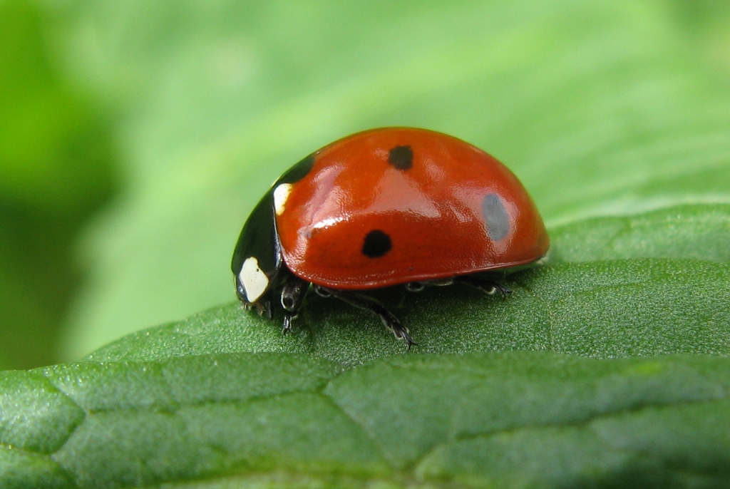 Coccinella algerica? No, C. septempunctata