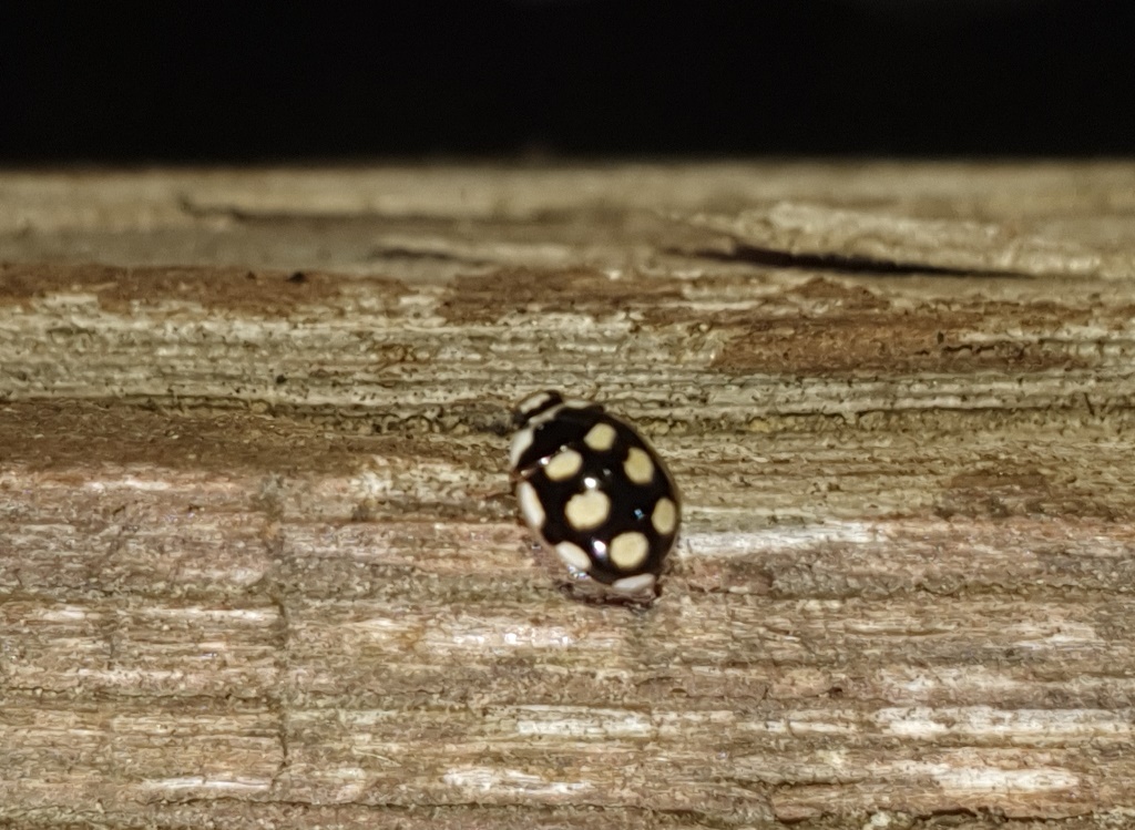 Coccinellidae, Oenopia lyncea? S.