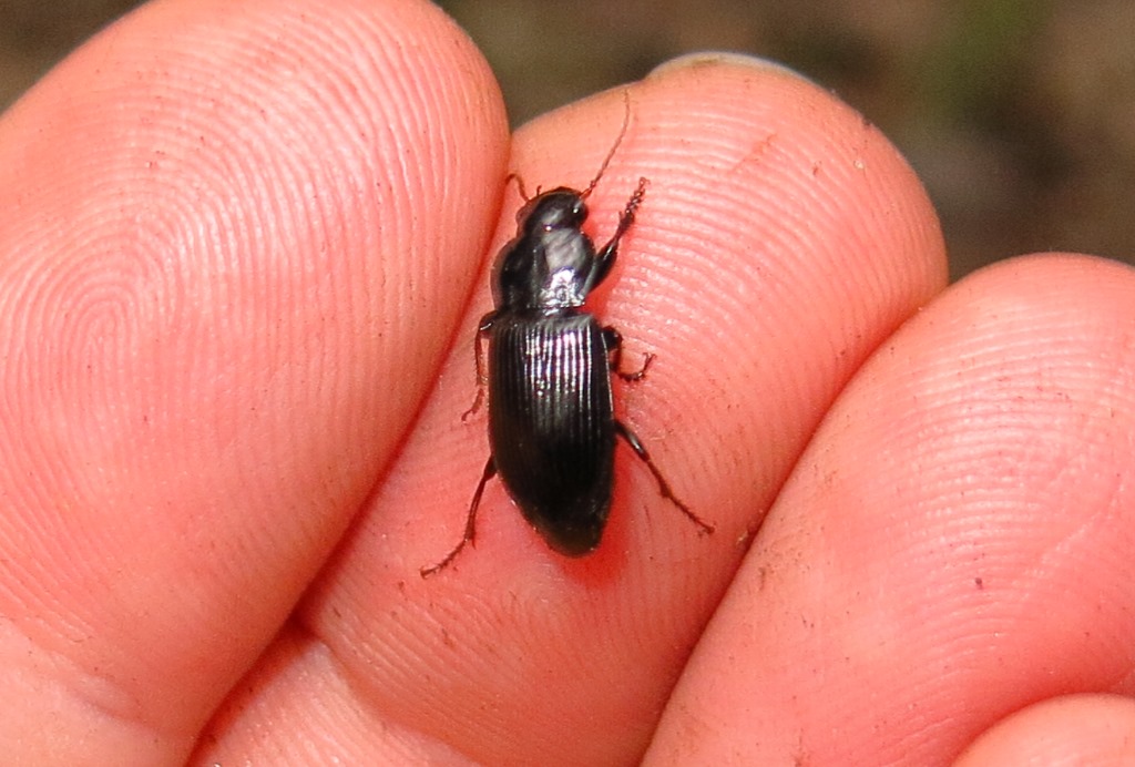 Carabidae: Harpalus sp.