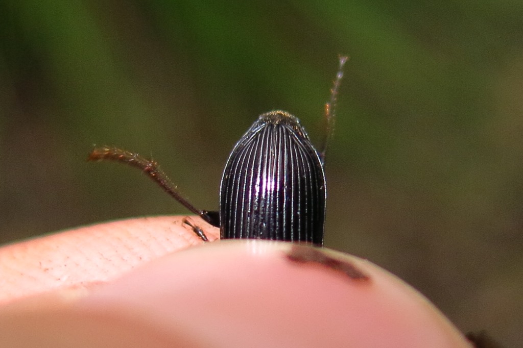 Carabidae: Harpalus sp.