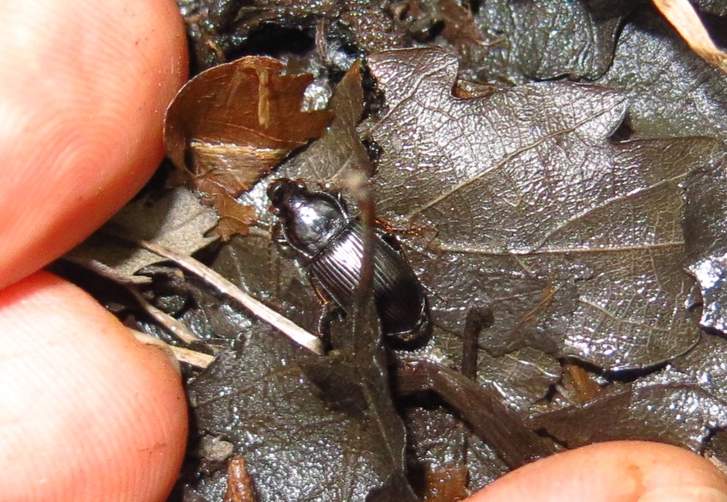 Carabidae: Harpalus sp.