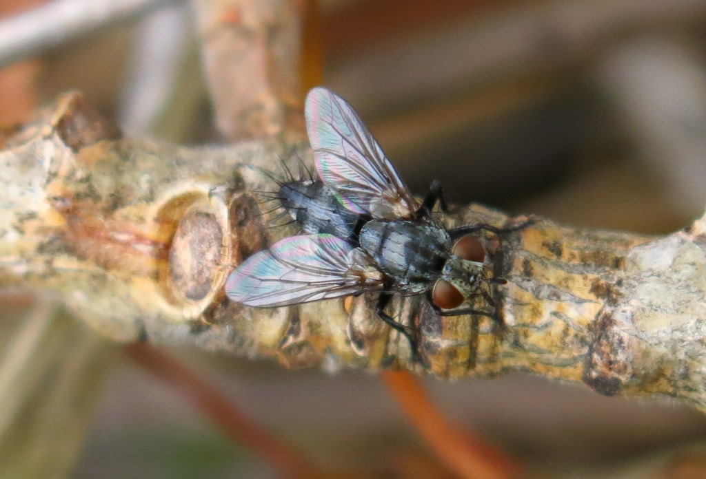 Sarcophagidae?  S, Sarcophaga sp.