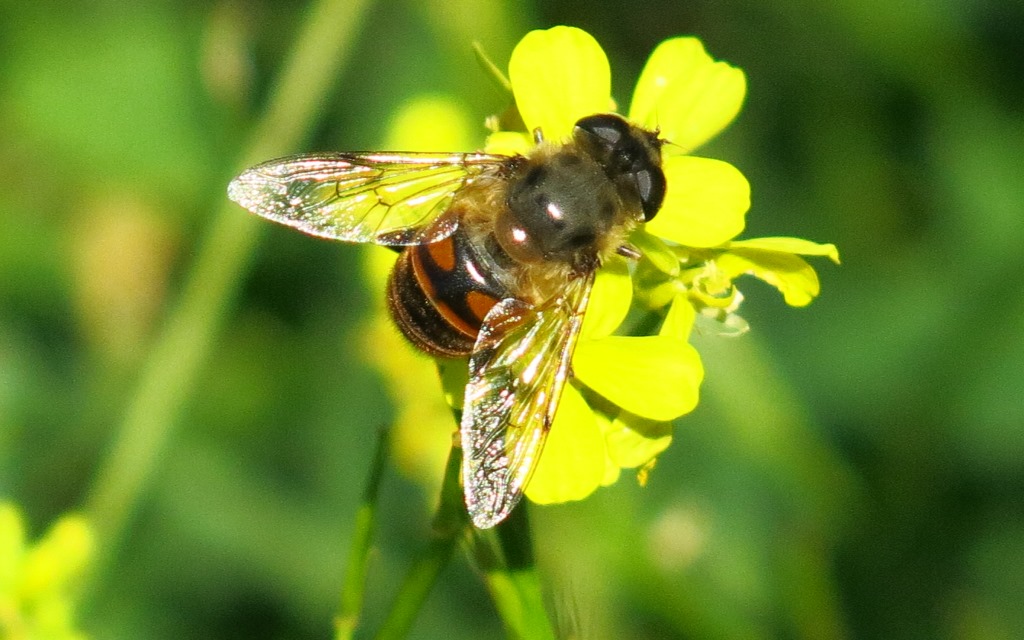 Eristalis sp, m & f