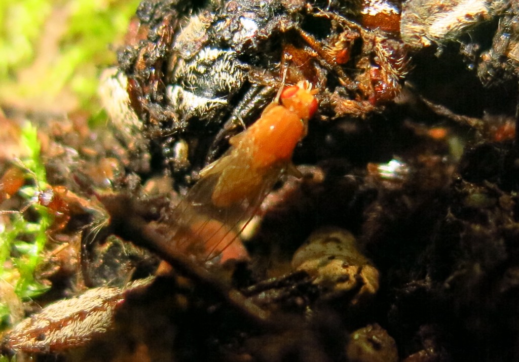 Lauxaniidae?