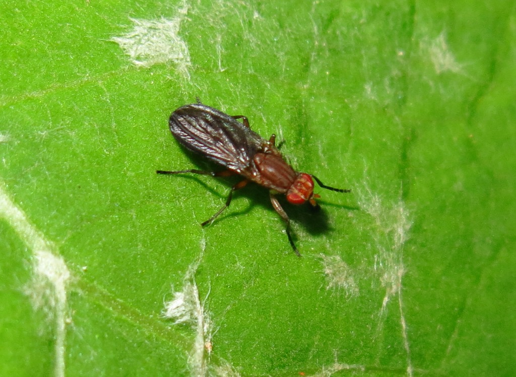 Sciomyzidae ?  Famiglia non id.