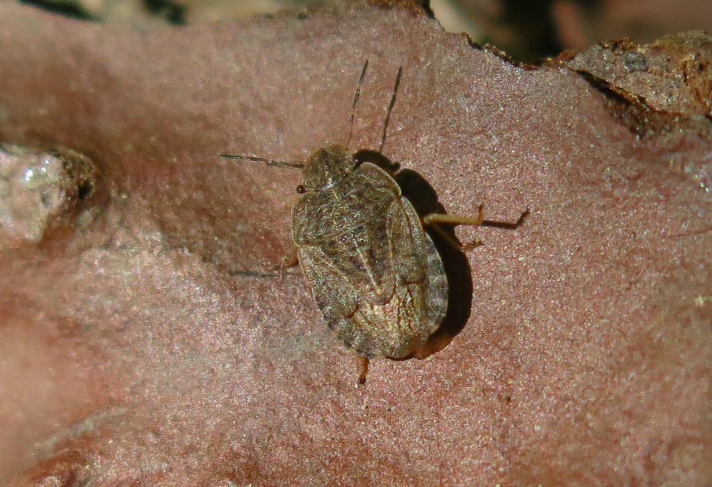 Pentatomidae: Sciocoris cfr. homalonotus