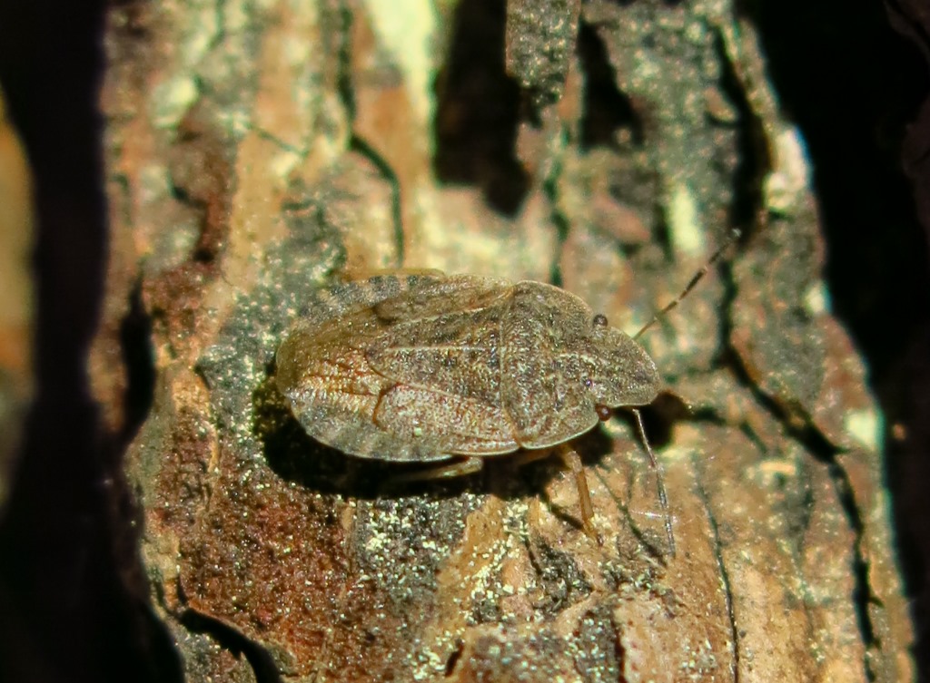 Pentatomidae: Sciocoris cfr. homalonotus