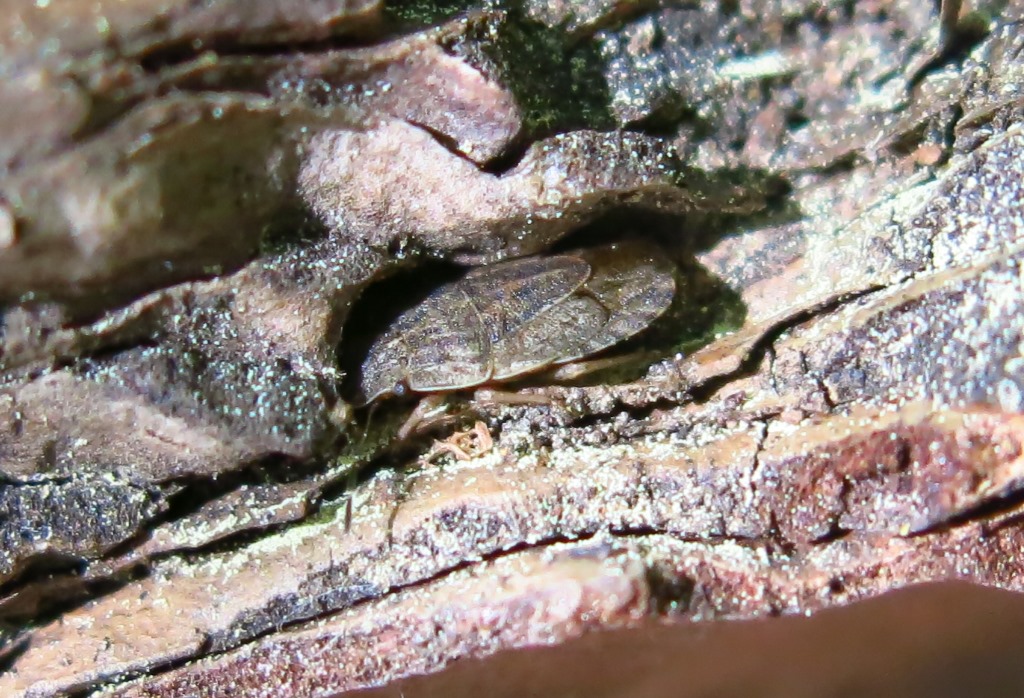 Pentatomidae: Sciocoris cfr. homalonotus