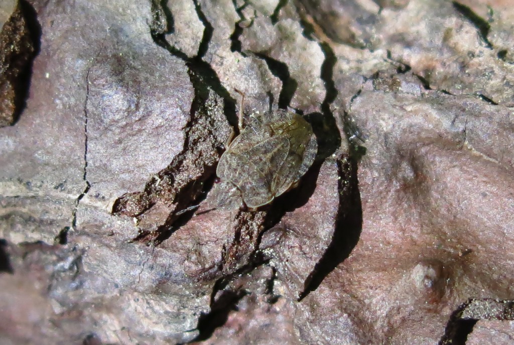Pentatomidae: Sciocoris cfr. homalonotus