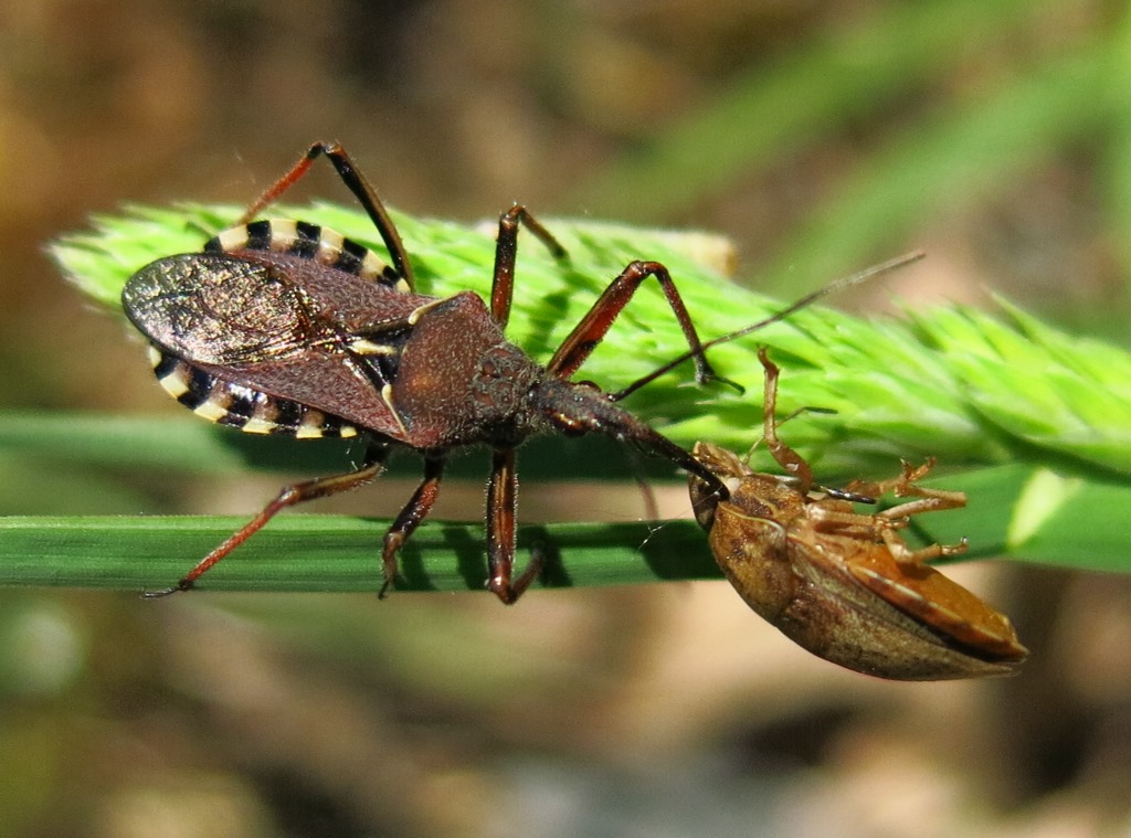 Cimice contro cimice: Rhynocoris erythropus vs Eurygaster sp.