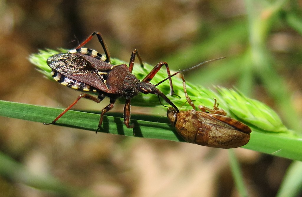 Cimice contro cimice: Rhynocoris erythropus vs Eurygaster sp.