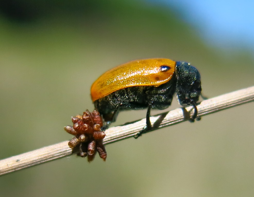 Chrysomelidae: Labidostomis humeralis?... Labidostomis sp.