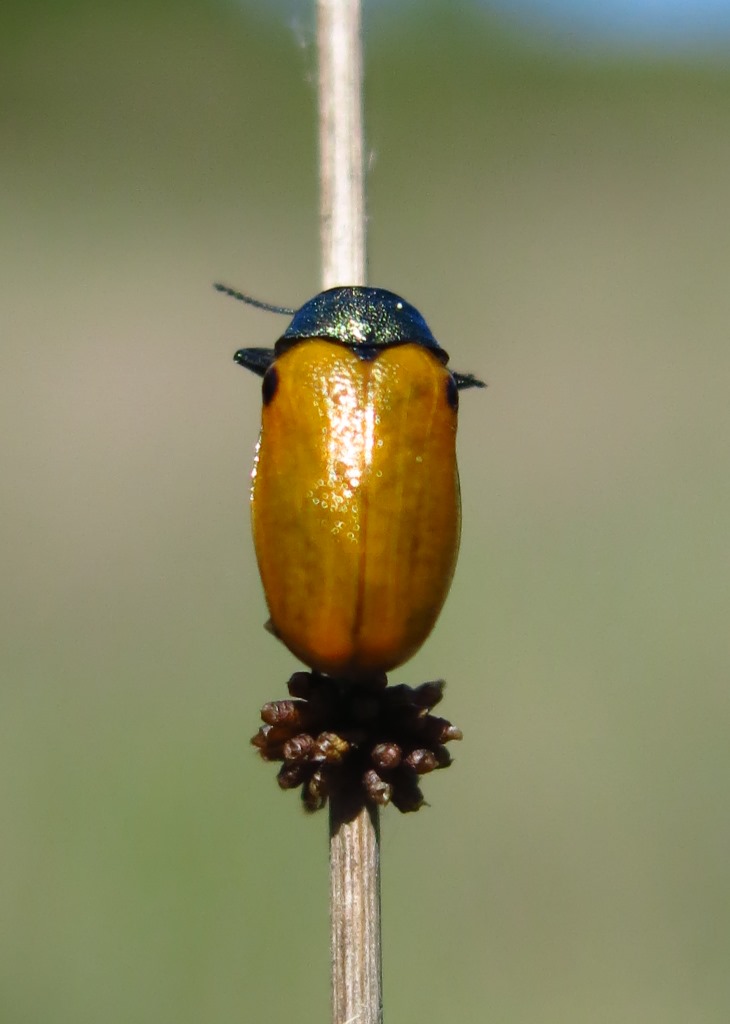 Chrysomelidae: Labidostomis humeralis?... Labidostomis sp.